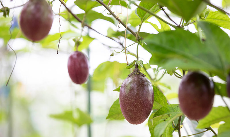 パッションフルーツ