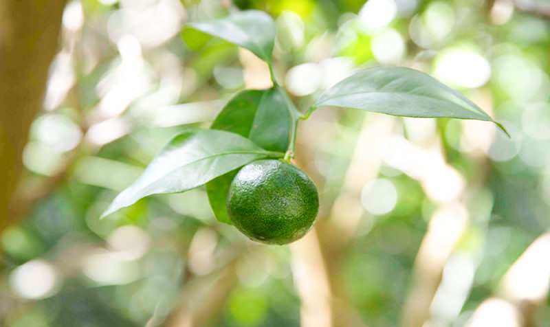 シークヮーサー